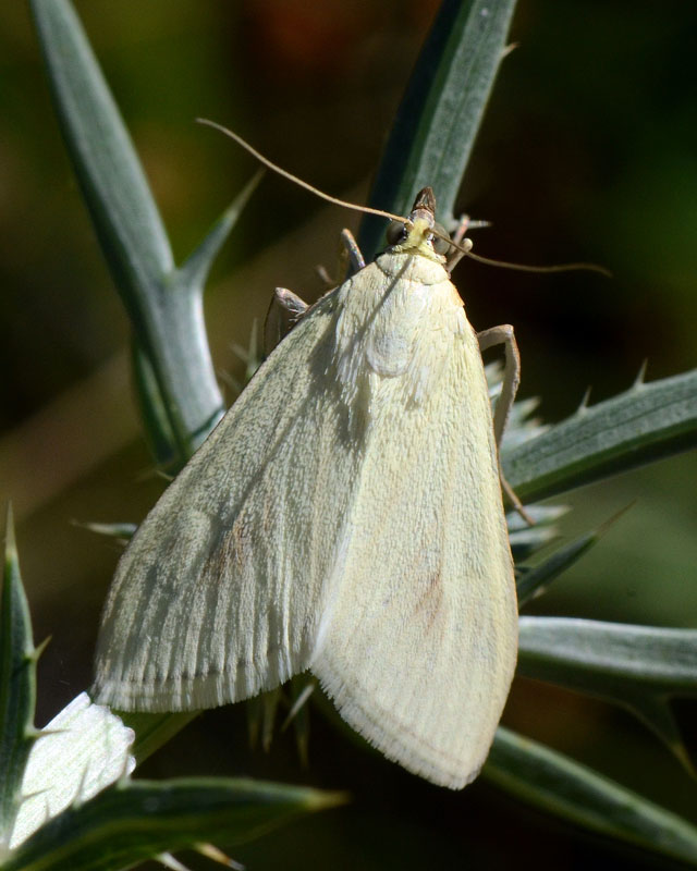 Crambide, Sitochroa palealis ?